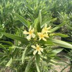Oleander obyčajný (Nerium oleander) ´MARIE GAMBETTA´ - ŽLTÝ - výška 60-80 cm, kont. C3L (-10/-12°C)